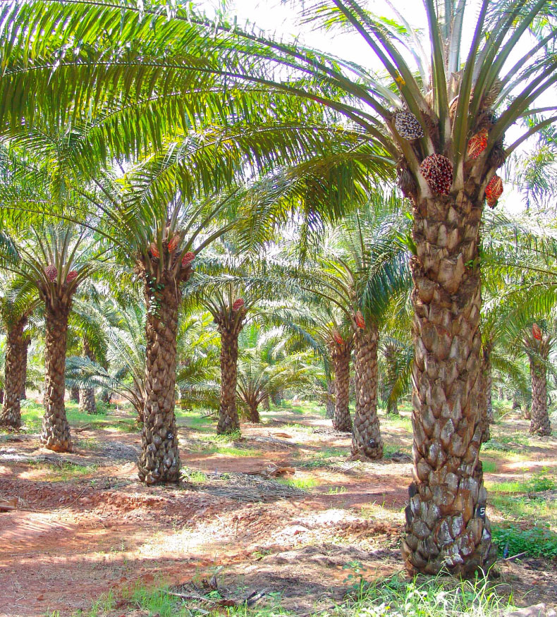 Oil Palm